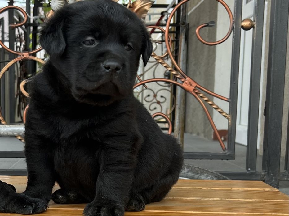 Доросла дівчинка чорного лабрадора