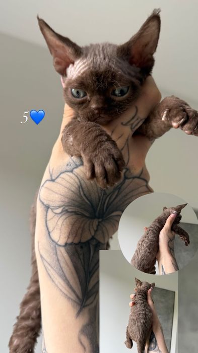 Piękny kocurek DEVON REX Fpl Drx