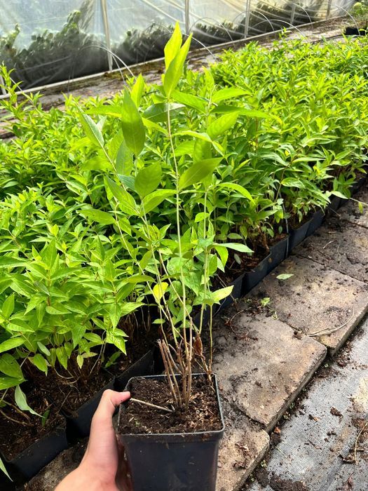 Zadrzewnia bezogonkowa 'Butterfly' (Diervilla sessilifolia) 2.0L