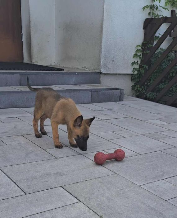 Owczarek belgijski Malinois suczka