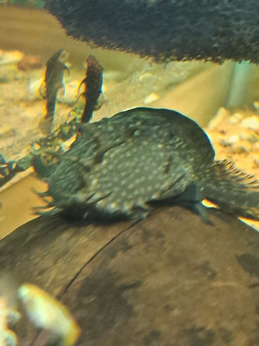 Zbrojnik glonojad dorosłe
