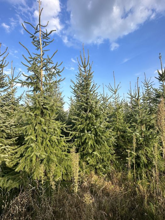 Świerk Serbski z bryłą z plantacji, o wysokości 3-4m Sadzimy Premium