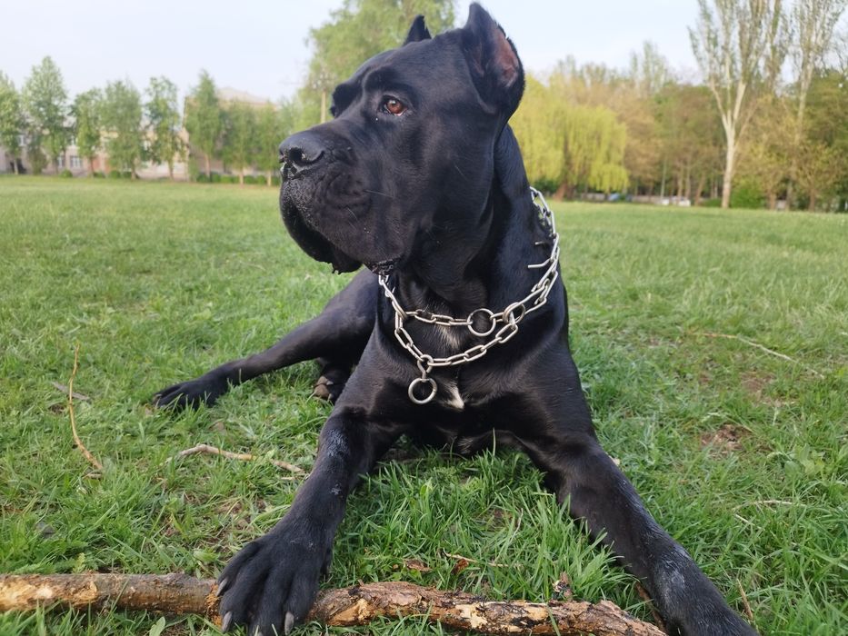 Кане Корсо вязка