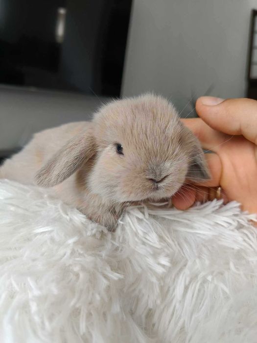 Mini lop karzełek Teddy hodowla zarejestrowana