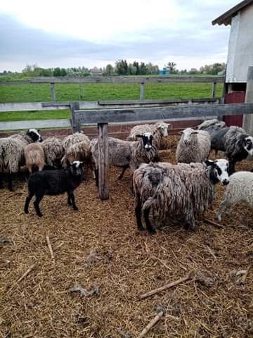 Продам овець та баранів
