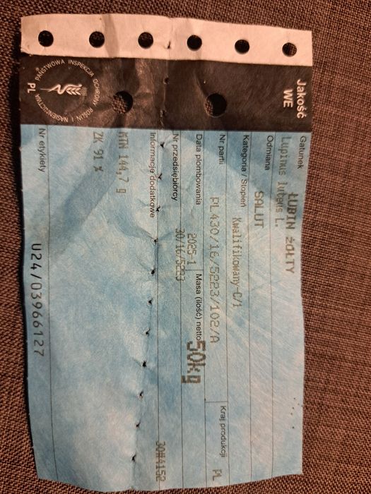 Łubin żółty Salut slodki szerokolistny