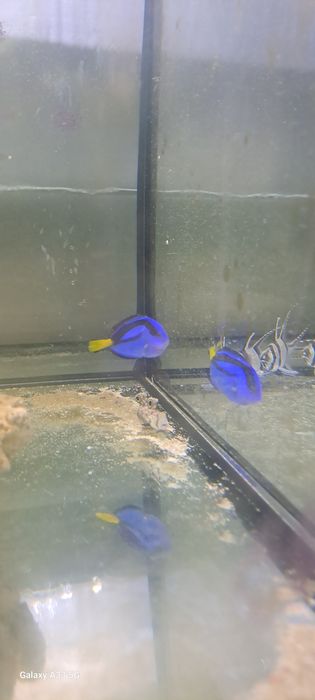 Paracanthurus hepatus S Pokolec