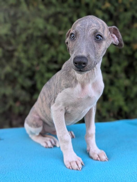 Whippet FCI, piesek MAGIC