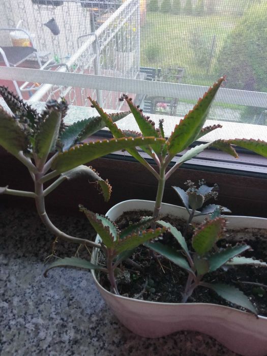 Żyworódka pierzasta szczepki