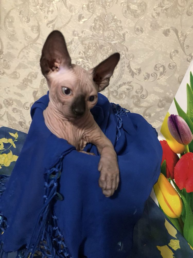 Продаємо конадский сфінкс