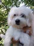 Szczeniak w typie maltipoo
