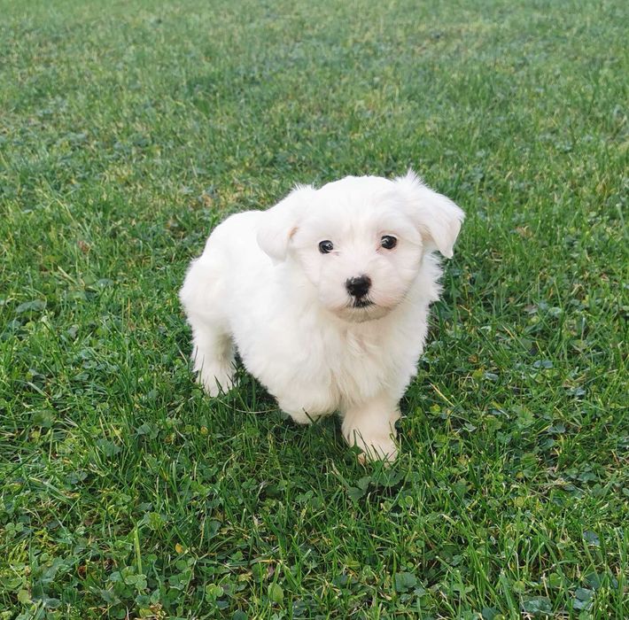 Cudowna dziewczynka rasy MALTAŃCZYK !!