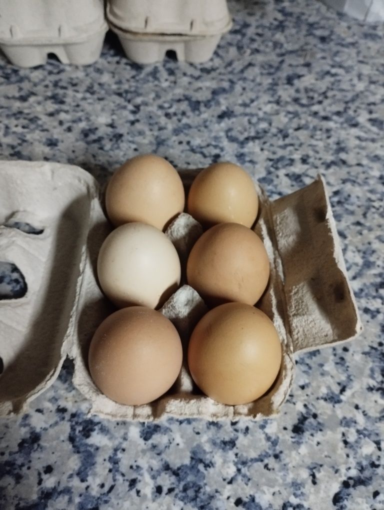 Ovos caseiros para venda