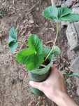 Vendo morangueiros a 2€ cada