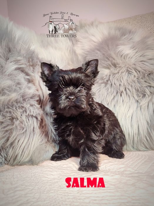 Czarna suczka Yorkshire Terrier, york