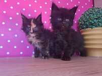Kotka Maine Coon