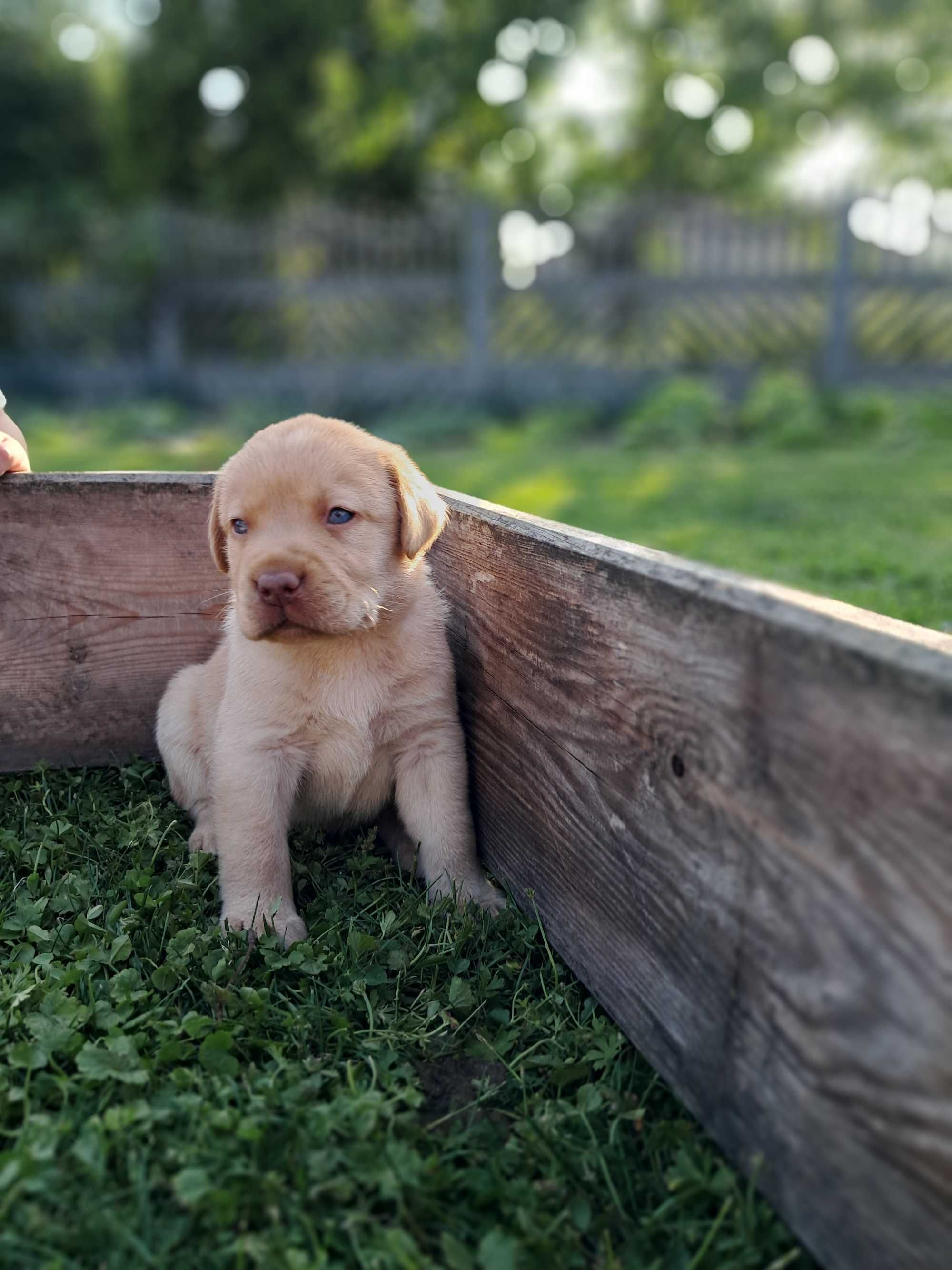 Sprzedam Labrador retriever