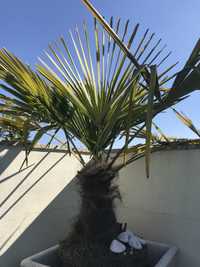 Vendo Palmeira de leque 50cm
