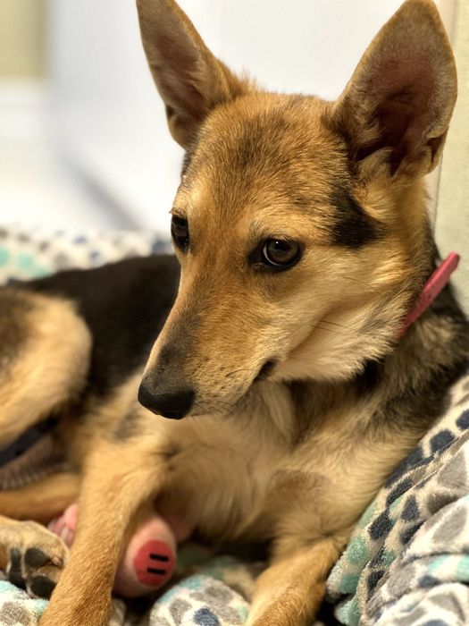 Дуже чемна дівчинка Лора шукає свою сім'ю