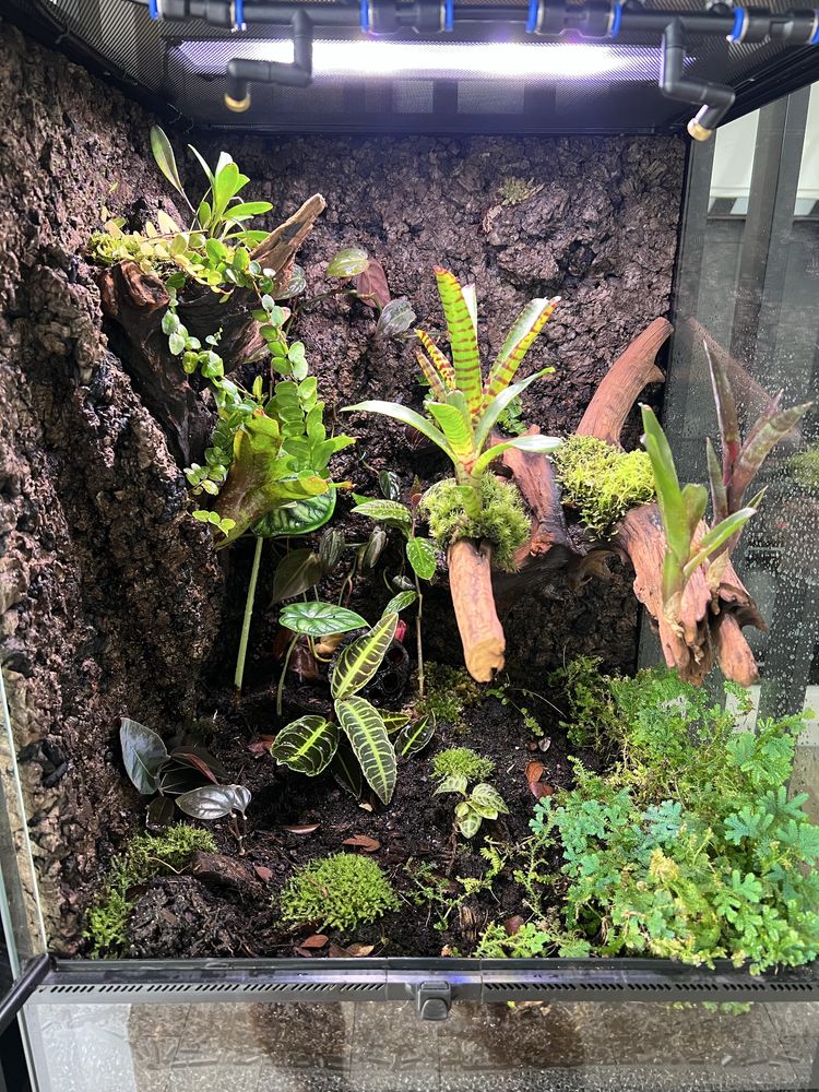 Terrarium tropikalne z wyposażeniem