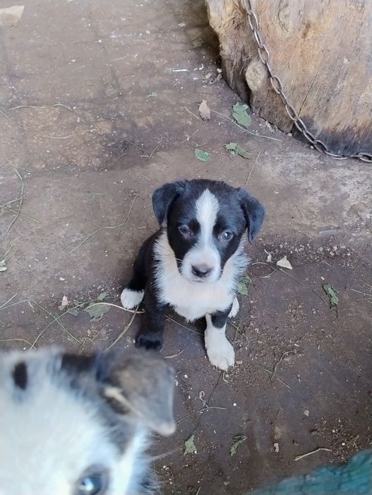 Щенята дворняжки віддам в добрі руки