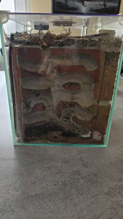 Formikarium plus mrówki