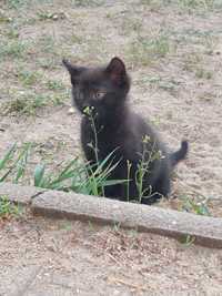 Czarny Kotek szuka domu