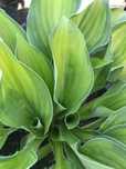 FUNKIA ,Hosta - sadzonki w doniczkach . Kup 10 sztuk 2 gratis !