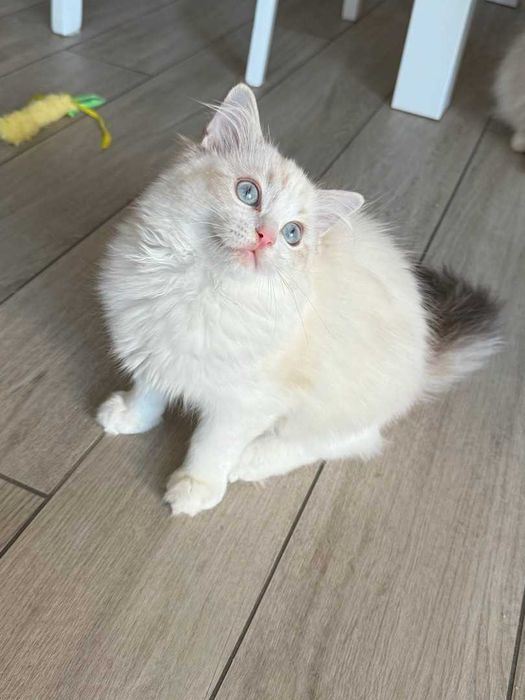 Ragdoll - Kotka z rodowodem Lazurowe Łapki*PL - Eowinka