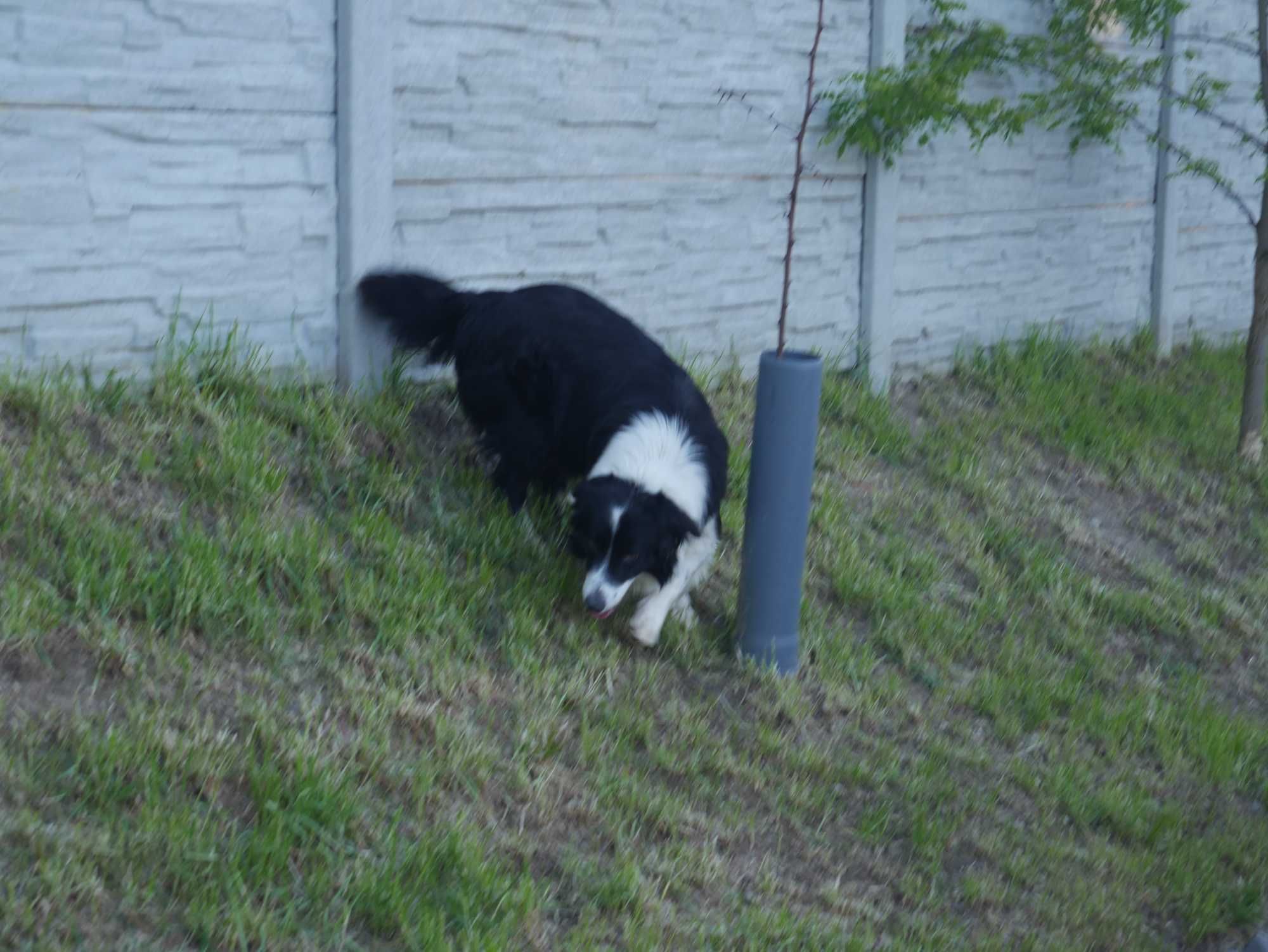Border Collie - piesek