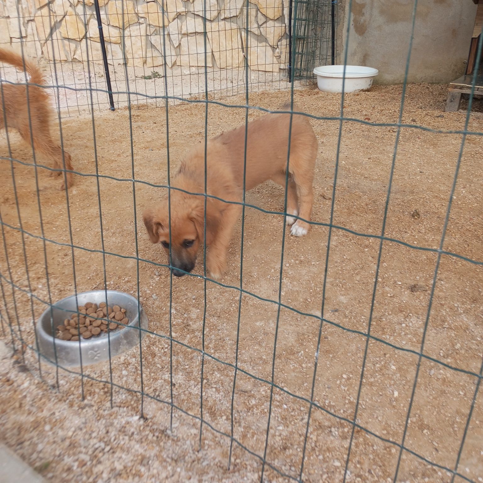 Cachorro para adoção