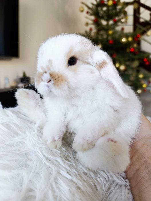 Mini lop karzełek Teddy hodowla zarejestrowana
