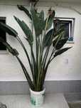 Planta natural estrelicia grande