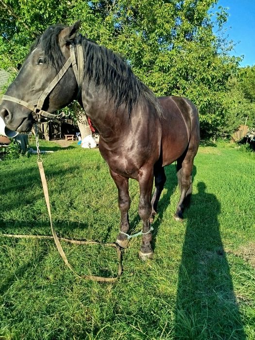 Продам жереба 3 роки 7 місяців .житомирська область брусилов.