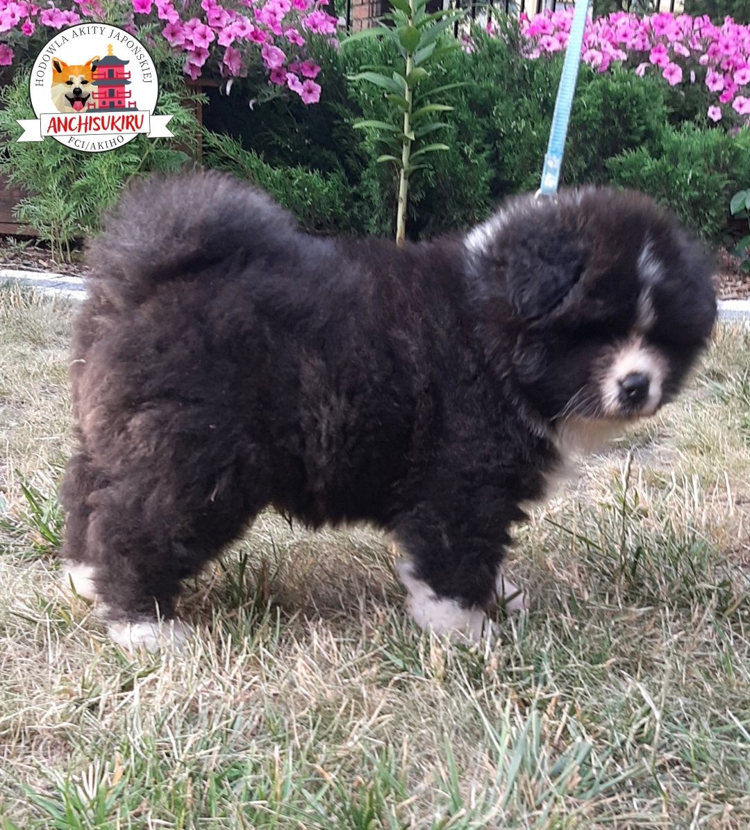 Akita Inu chłopiec rodowód ZKwP/ FCI do odbioru w sierpniu