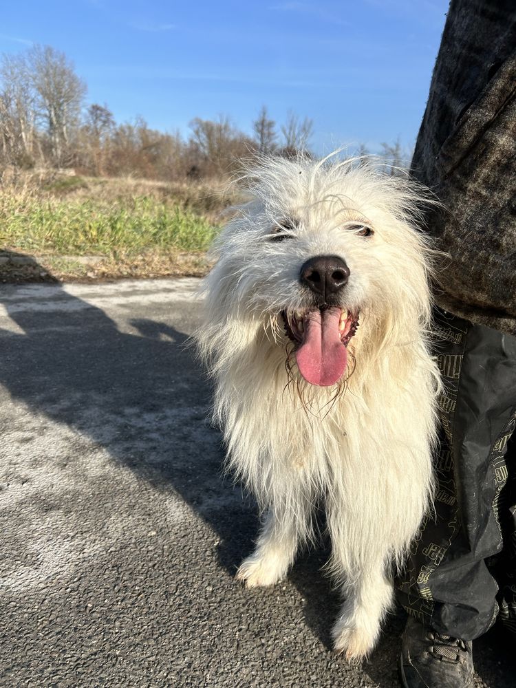 Piękny Lampo szuka domu