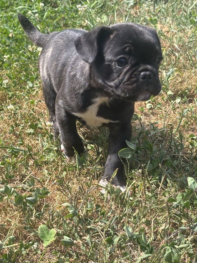 Frienche Pug  (buldog francuski , Mops)