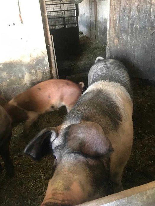 Продаємо свиней та поросят
