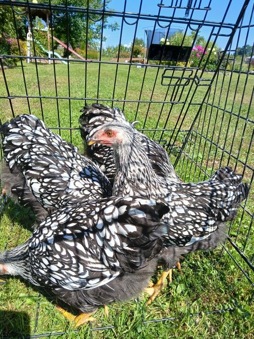 Kury ozdobne, wayndotte, brahmy