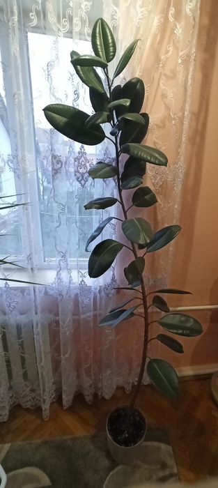 Вазони високі 2,3 м