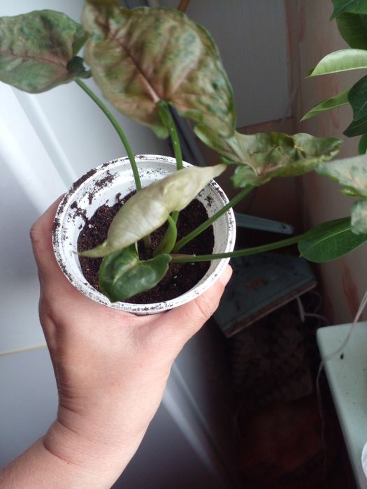 Сингониумы Крисмас и Вайт Баттерфляй.