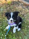szczeniak border collie, pies, samiec ZKwP/FCI