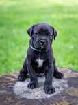 Wyjątkowy szczeniak Cane Corso Italiano ZKwP FCI