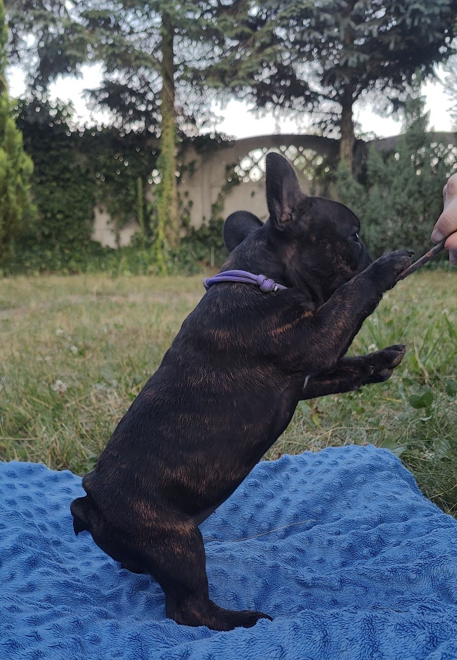 Buldog francuski suczka  ZKwP FCI