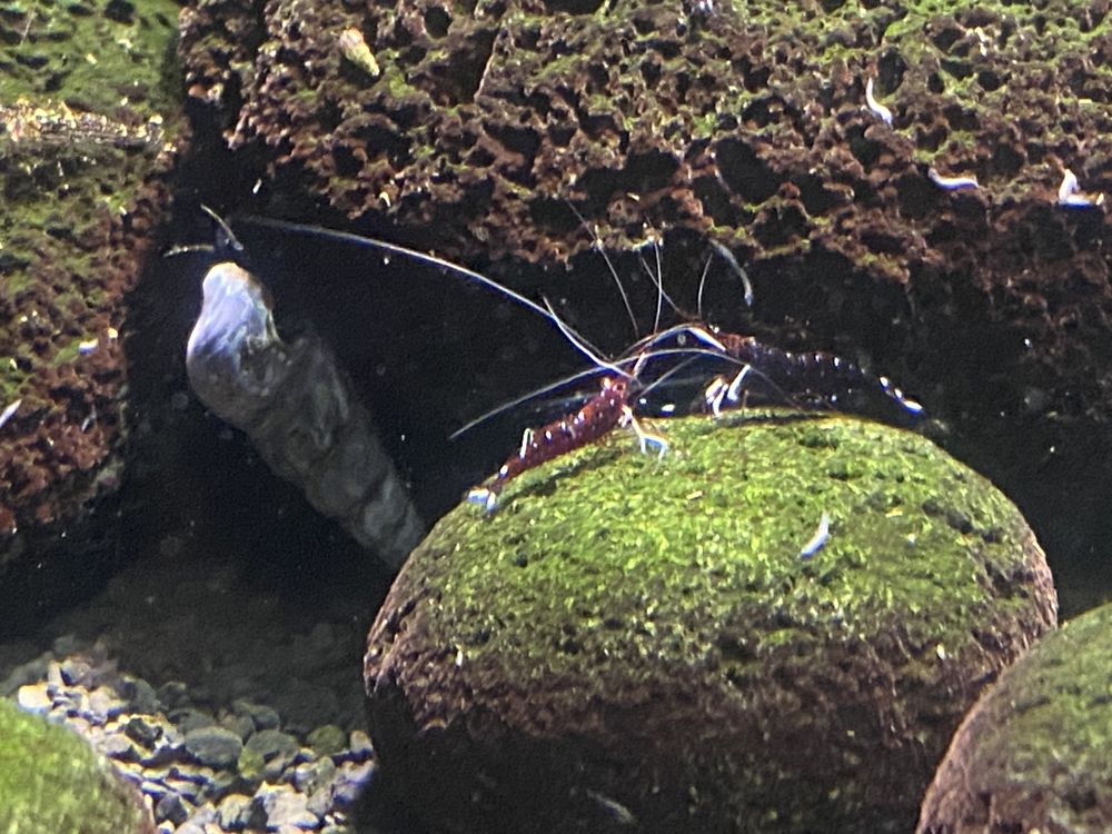 Krewetka KARDYNALNA - Sulawesi (Caridina Dennerli)