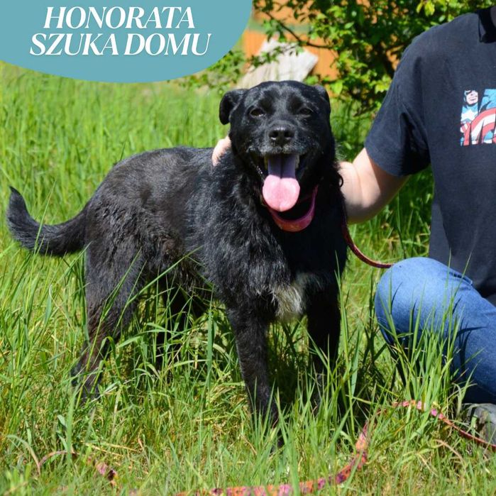 Słodka psinka Honorata szuka domku