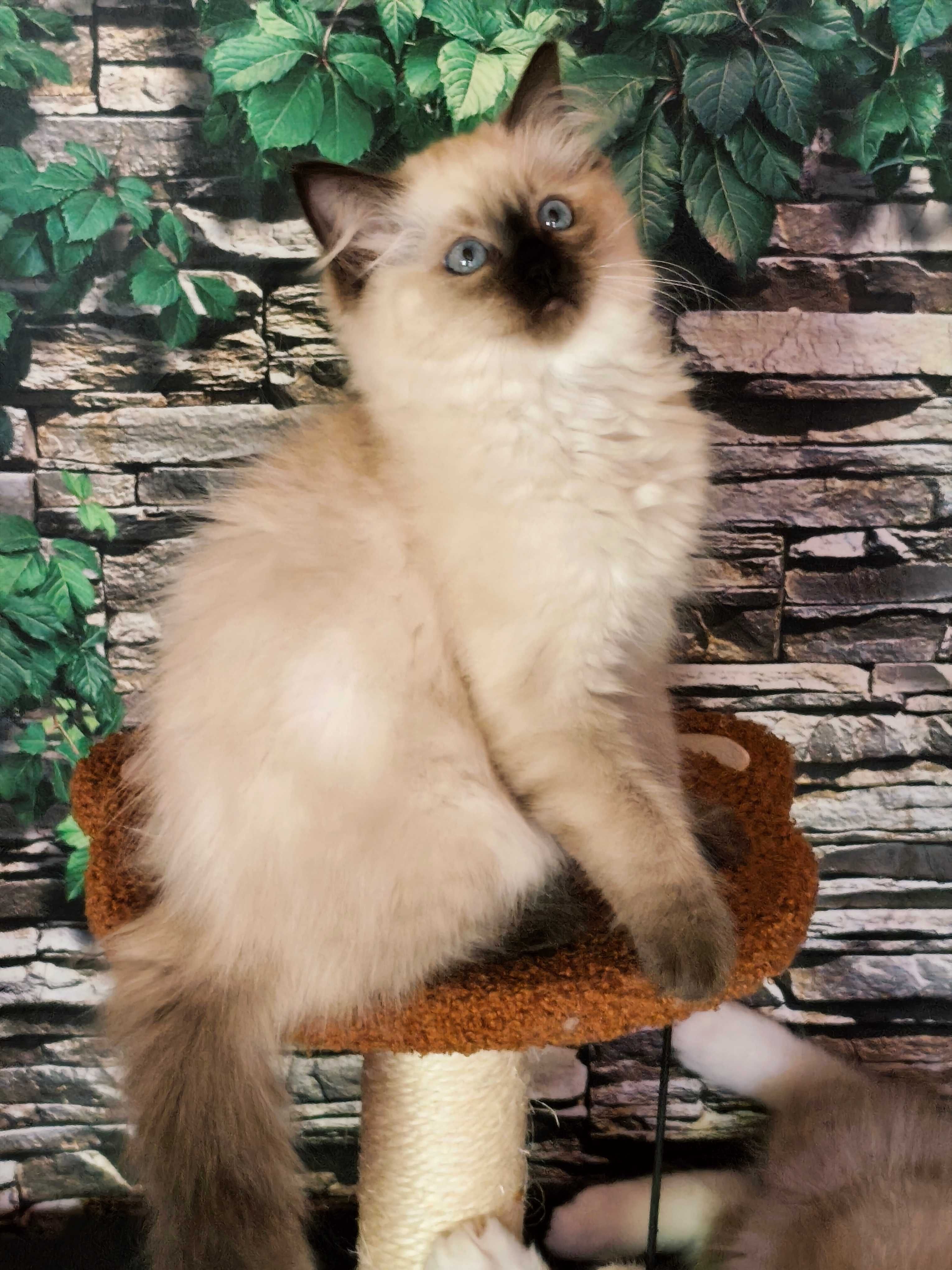 Ragdoll Kotka rodowód międzynarodowy FPL