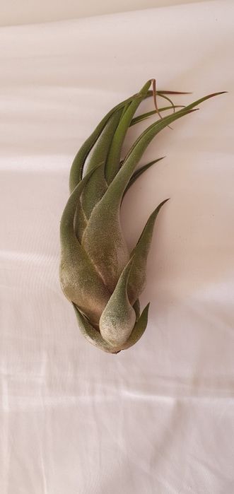Plantas Aéreas Tillandsia (várias)