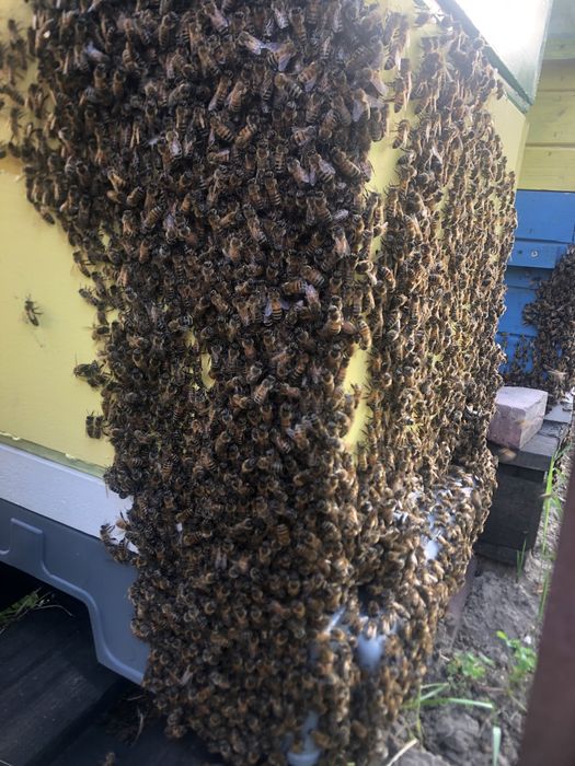 Odkłady pszczele, rodziny pszczele, pszczoły, ule, miód,