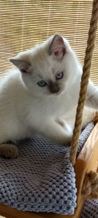 Kocurek  point czekoladowy